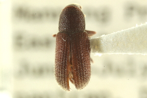  ( - CNC DIPTERA 127270)  @11 [ ] CreativeCommons - Attribution (2012) CNC/CBG Photography Group Centre for Biodiversity Genomics