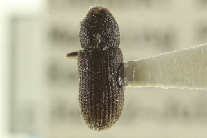  ( - CNC DIPTERA 127271)  @11 [ ] CreativeCommons - Attribution (2012) CNC/CBG Photography Group Centre for Biodiversity Genomics