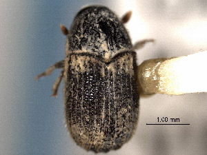  ( - CNC DIPTERA 132248)  @11 [ ] CreativeCommons - Attribution (2012) CNC/CBG Photography Group Centre for Biodiversity Genomics