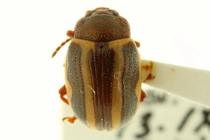  (Calligrapha bidenticola - CNC COLEO 00123015)  @11 [ ] CreativeCommons - Attribution (2011) CNC/CBG Photography Group Centre for Biodiversity Genomics