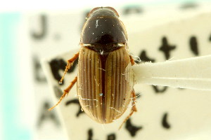  (Flaviellus subtruncatus - CNC COLEO 00123297)  @13 [ ] CreativeCommons - Attribution (2011) CNC/CBG Photography Group Centre for Biodiversity Genomics