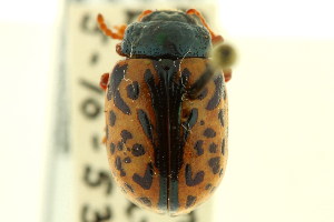  (Calligrapha ignota - CNC COLEO 00123342)  @13 [ ] CreativeCommons - Attribution (2011) CNC/CBG Photography Group Centre for Biodiversity Genomics