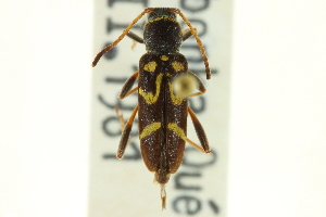  (Clytus ruricola - CNC COLEO 00123613)  @14 [ ] CreativeCommons - Attribution (2011) CNC/CBG Photography Group Centre for Biodiversity Genomics