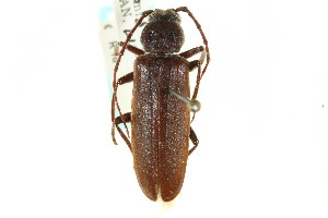  (Arhopalus foveicollis - CNC COLEO #07-00061)  @15 [ ] CreativeCommons - Attribution (2011) CNC/CBG Photography Group Centre for Biodiversity Genomics