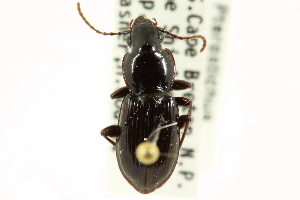  (Pterostichus pensylvanicus - CNC COLEO 00118473)  @14 [ ] CreativeCommons - Attribution (2011) CNC/CBG Photography Group Centre for Biodiversity Genomics