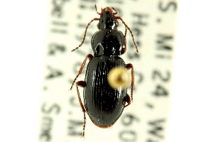  (Pterostichus tareumiut - CNC COLEO 00118535)  @13 [ ] CreativeCommons - Attribution (2011) CNC/CBG Photography Group Centre for Biodiversity Genomics