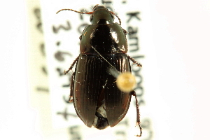  ( - CNC COLEO 00118767)  @12 [ ] CreativeCommons - Attribution (2011) CNC/CBG Photography Group Centre for Biodiversity Genomics