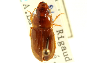  (Selenophorus opalinus - CNC COLEO 00119032)  @14 [ ] CreativeCommons - Attribution (2011) CNC/CBG Photography Group Centre for Biodiversity Genomics