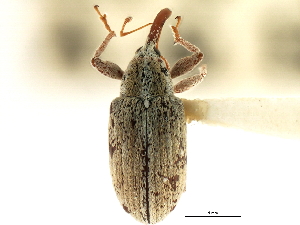  (Anthonomus sphaeralciae - CNC COLEO 00119280)  @11 [ ] CreativeCommons - Attribution (2011) CNC/CBG Photography Group Centre for Biodiversity Genomics