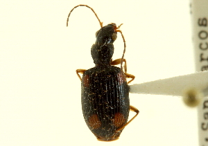  (Anchonoderus schaefferi - CNC COLEO 00119405)  @11 [ ] CreativeCommons - Attribution (2011) CNC/CBG Photography Group Centre for Biodiversity Genomics