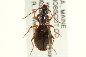  (Cymindis cribricollis - CNC COLEO 00119514)  @14 [ ] CreativeCommons - Attribution (2011) CNC/CBG Photography Group Centre for Biodiversity Genomics