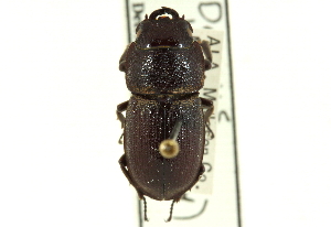  (Dorcus brevis - CNC COLEO 00119594)  @11 [ ] CreativeCommons - Attribution (2011) CNC/CBG Photography Group Centre for Biodiversity Genomics