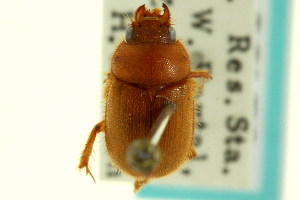  (Xenochodaeus planifrons - CNC COLEO 00119807)  @13 [ ] CreativeCommons - Attribution (2011) CNC/CBG Photography Group Centre for Biodiversity Genomics