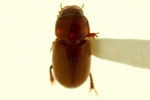  (Blackburneus aegrotus - CNC COLEO 00120034)  @11 [ ] CreativeCommons - Attribution (2011) CNC/CBG Photography Group Centre for Biodiversity Genomics