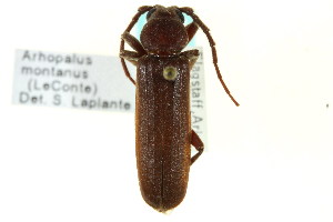  (Arhopalus montanus - CNC COLEO 00123079)  @13 [ ] CreativeCommons - Attribution (2011) CNC/CBG Photography Group Centre for Biodiversity Genomics