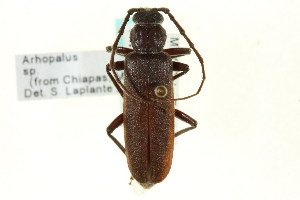  (Arhopalus productus - CNC COLEO 00123084)  @13 [ ] CreativeCommons - Attribution (2011) CNC/CBG Photography Group Centre for Biodiversity Genomics