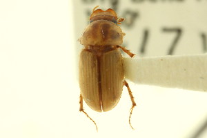  (Drepanocanthoides larreae - CNC COLEO 00123131)  @11 [ ] CreativeCommons - Attribution (2011) CNC/CBG Photography Group Centre for Biodiversity Genomics