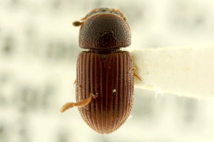  (Planolinoides neotomae - CNC COLEO 00123170)  @11 [ ] CreativeCommons - Attribution (2011) CNC/CBG Photography Group Centre for Biodiversity Genomics