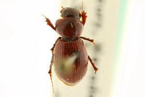  (Stenotothorax nevadensis - CNC COLEO 00123171)  @11 [ ] CreativeCommons - Attribution (2011) CNC/CBG Photography Group Centre for Biodiversity Genomics