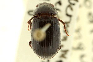  (Stenotothorax badipes - CNC COLEO 00123175)  @11 [ ] CreativeCommons - Attribution (2011) CNC/CBG Photography Group Centre for Biodiversity Genomics