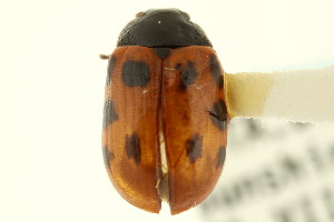  (Gonioctena nivosa alberta - CNC COLEO 00123727)  @11 [ ] CreativeCommons - Attribution (2011) CNC/CBG Photography Group Centre for Biodiversity Genomics