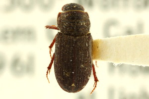  (Rhyssemus californicus - CNC COLEO 00123775)  @11 [ ] CreativeCommons - Attribution (2011) CNC/CBG Photography Group Centre for Biodiversity Genomics