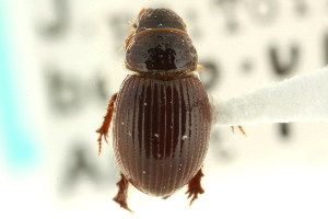  (Tesarius caelatus - CNC COLEO 00123785)  @13 [ ] CreativeCommons - Attribution (2011) CNC/CBG Photography Group Centre for Biodiversity Genomics