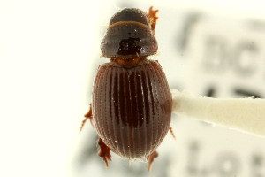  (Tesarius caelatus - CNC COLEO 00123793)  @13 [ ] CreativeCommons - Attribution (2011) CNC/CBG Photography Group Centre for Biodiversity Genomics