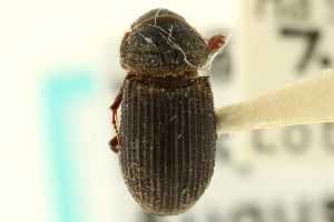  (Rhyssemus neglectus - CNC COLEO 00123801)  @13 [ ] CreativeCommons - Attribution (2011) CNC/CBG Photography Group Centre for Biodiversity Genomics