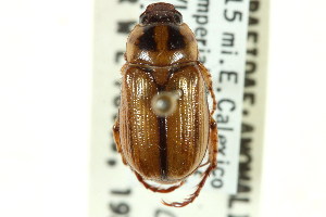  (Anomala flavilla flavilla - CNC COLEO 00123896)  @11 [ ] CreativeCommons - Attribution (2011) CNC/CBG Photography Group Centre for Biodiversity Genomics