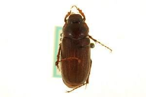  (Phyllophaga lobata - CNC COLEO 00124223)  @14 [ ] CreativeCommons - Attribution (2011) CNC/CBG Photography Group Centre for Biodiversity Genomics