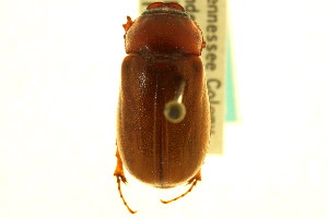  (Phyllophaga gracilis - CNC COLEO 00124389)  @11 [ ] CreativeCommons - Attribution (2011) CNC/CBG Photography Group Centre for Biodiversity Genomics