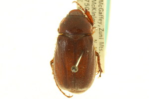  (Phyllophaga disparilis - CNC COLEO 00124400)  @11 [ ] CreativeCommons - Attribution (2011) CNC/CBG Photography Group Centre for Biodiversity Genomics