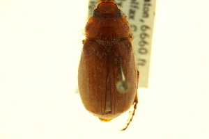  (Phyllophaga koehleriana - CNC COLEO 00124425)  @11 [ ] CreativeCommons - Attribution (2011) CNC/CBG Photography Group Centre for Biodiversity Genomics