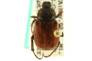  (Hoplia callipyge - CNC COLEO 00124618)  @14 [ ] CreativeCommons - Attribution (2011) CNC/CBG Photography Group Centre for Biodiversity Genomics