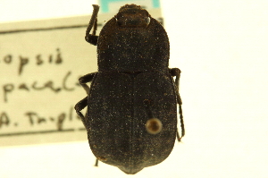  (Stenomorpha opaca - CNC COLEO 00125088)  @13 [ ] CreativeCommons - Attribution (2011) CNC/CBG Photography Group Centre for Biodiversity Genomics