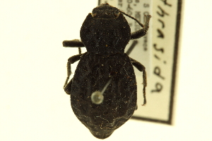  (Stenomorpha clathrata - CNC COLEO 00125095)  @11 [ ] CreativeCommons - Attribution (2011) CNC/CBG Photography Group Centre for Biodiversity Genomics