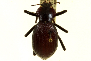  (Philolithus elata compar - CNC COLEO 00125100)  @14 [ ] CreativeCommons - Attribution (2011) CNC/CBG Photography Group Centre for Biodiversity Genomics