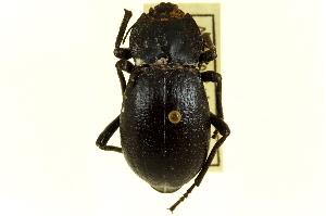  (Stenomorpha tenuicollis - CNC COLEO 00125104)  @14 [ ] CreativeCommons - Attribution (2011) CNC/CBG Photography Group Centre for Biodiversity Genomics