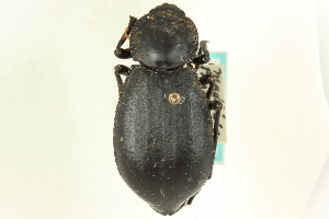  (Stenomorpha rimatus - CNC COLEO 00126351)  @13 [ ] CreativeCommons - Attribution (2011) CNC/CBG Photography Group Centre for Biodiversity Genomics