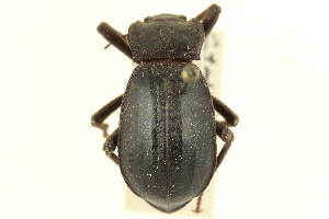  (Stenomorpha obsoleta - CNC COLEO 00126361)  @11 [ ] CreativeCommons - Attribution (2011) CNC/CBG Photography Group Centre for Biodiversity Genomics