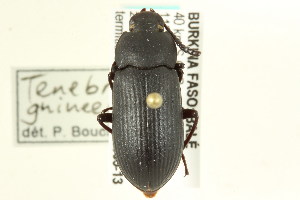  (Tenebrio ghineensis - CNC COLEO 00126459)  @13 [ ] CreativeCommons - Attribution (2011) CNC/CBG Photography Group Centre for Biodiversity Genomics