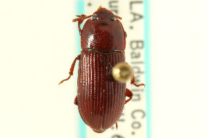  (Uloma mentalis - CNC COLEO 00126516)  @13 [ ] CreativeCommons - Attribution (2011) CNC/CBG Photography Group Centre for Biodiversity Genomics