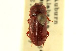  (Uloma punctulata - CNC COLEO 00126518)  @11 [ ] CreativeCommons - Attribution (2011) CNC/CBG Photography Group Centre for Biodiversity Genomics