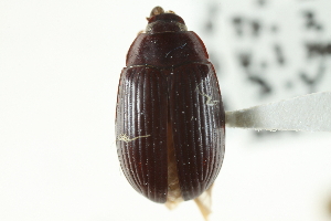  (Platydema americanum - CNCI 00029469)  @13 [ ] CreativeCommons - Attribution (2011) CNC/CBG Photography Group Centre for Biodiversity Genomics