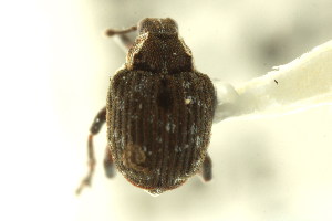  (Pelenomus squamosus - CNC COLEOPT # 04-3759)  @11 [ ] CreativeCommons - Attribution (2011) CNC/CBG Photography Group Centre for Biodiversity Genomics