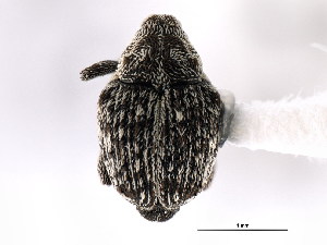  ( - CNC COLEOPT # 04-5680)  @11 [ ] CreativeCommons - Attribution (2011) CNC/CBG Photography Group Centre for Biodiversity Genomics