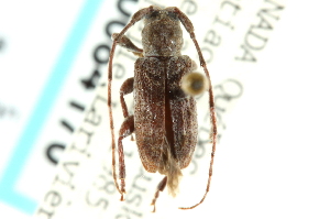  (Ecyrus dasycerus dasycerus - CNC COLEO 00084170)  @11 [ ] CreativeCommons - Attribution (2011) CNC/CBG Photography Group Centre for Biodiversity Genomics