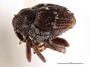  ( - CNC COLEO 00127399)  @11 [ ] CreativeCommons - Attribution (2011) CNC/CBG Photography Group Centre for Biodiversity Genomics