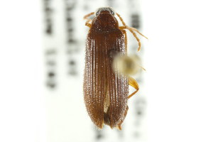  (Mycetochara bicolor - CNC COLEO 00127433)  @13 [ ] CreativeCommons - Attribution (2011) CNC/CBG Photography Group Centre for Biodiversity Genomics